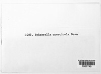 Sphaerella quercicola image